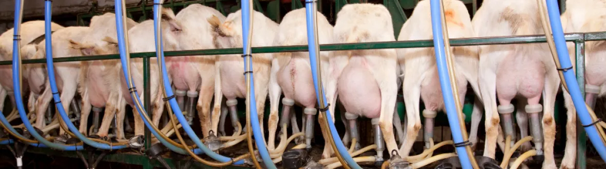 Image of dairy goats at a milking station