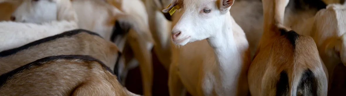 Dairy goats in a pen