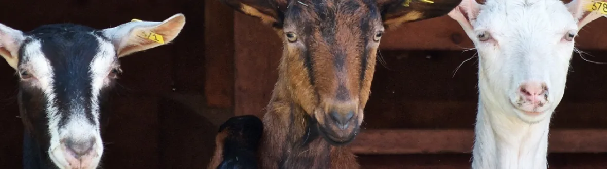 Three goats standing next to each other.