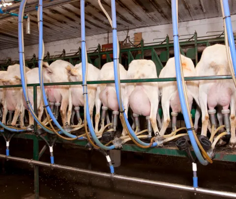 Goat parlor.