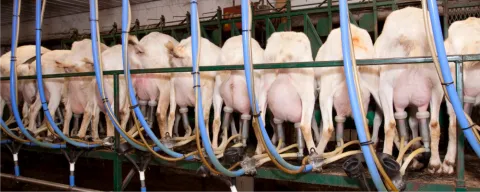 a group of goats lined up at a milking station