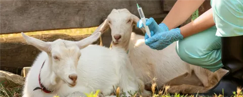 veterinarian preparing a syringe near two dairy goats