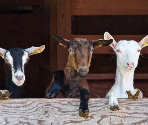 Three goats standing next to each other.