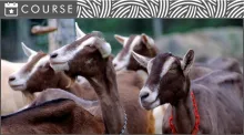 Header image featuring an image of a group of dairy goats