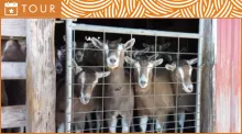 Image of a group of goats