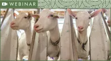 three dairy goats lined up at milking station