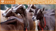 Event header for the AI Training Program featuring an image of a group of dairy goats