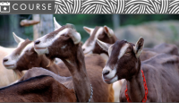 Header image featuring an image of a group of dairy goats