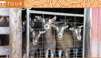 Image of a group of goats