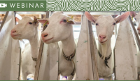 three dairy goats lined up at milking station