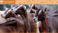 Event header for the AI Training Program featuring an image of a group of dairy goats