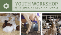Image of goats being milked and text reading "Youth Workshop With SDGA at ADGA Nationals"