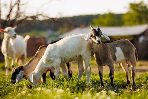 Brown and white goats graze the grass in a green pasture.