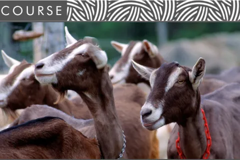Header image featuring an image of a group of dairy goats