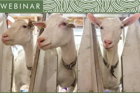 three dairy goats lined up at milking station