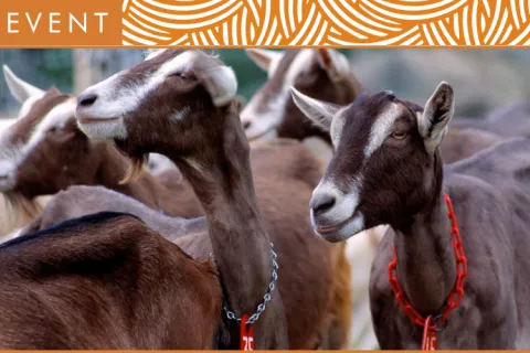 Event header for the AI Training Program featuring an image of a group of dairy goats